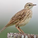 Australian Pipit (Anthus australis)