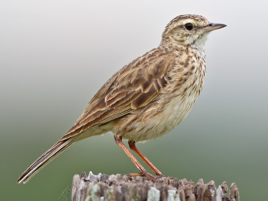Australian Pipit (Anthus australis)