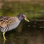 Australian Spotted Crake (Porzana fluminea)