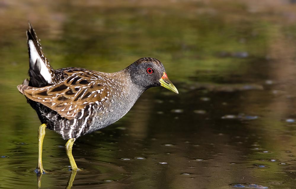 Australian Spotted Crake (Porzana fluminea)