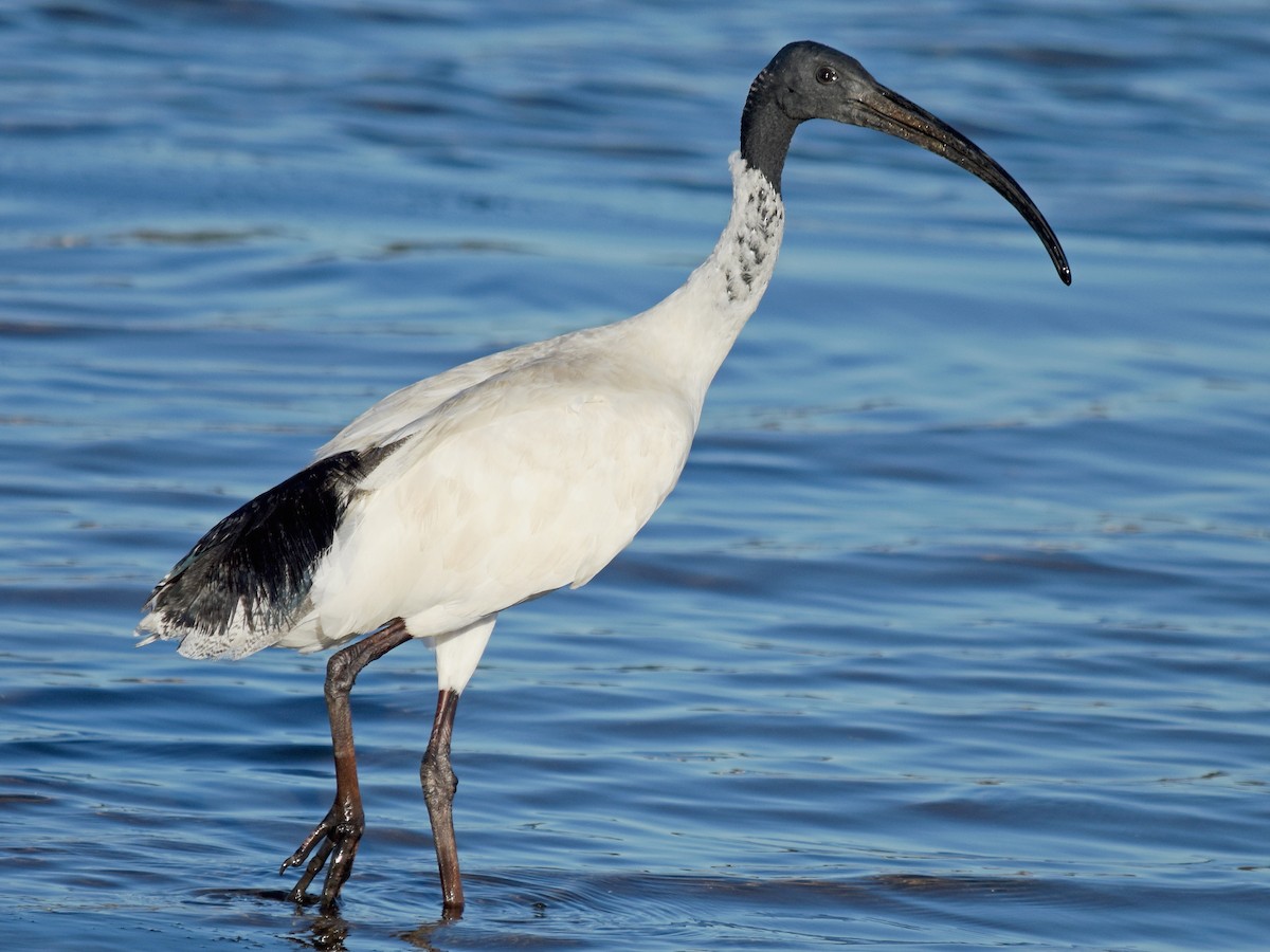 Australian White Ibis (Threskiornis molucca)