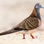 Bar-shouldered Dove (Geopelia humeralis)