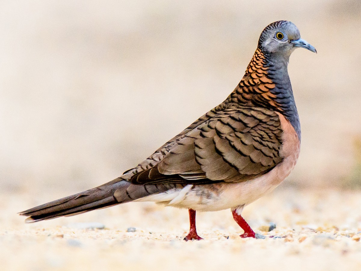 Bar-shouldered Dove (Geopelia humeralis)