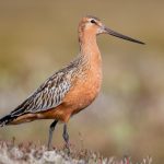 Bar-tailed Godwit (Limosa lapponica)