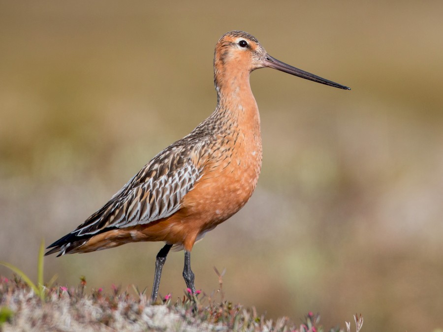 Bar-tailed Godwit (Limosa lapponica)