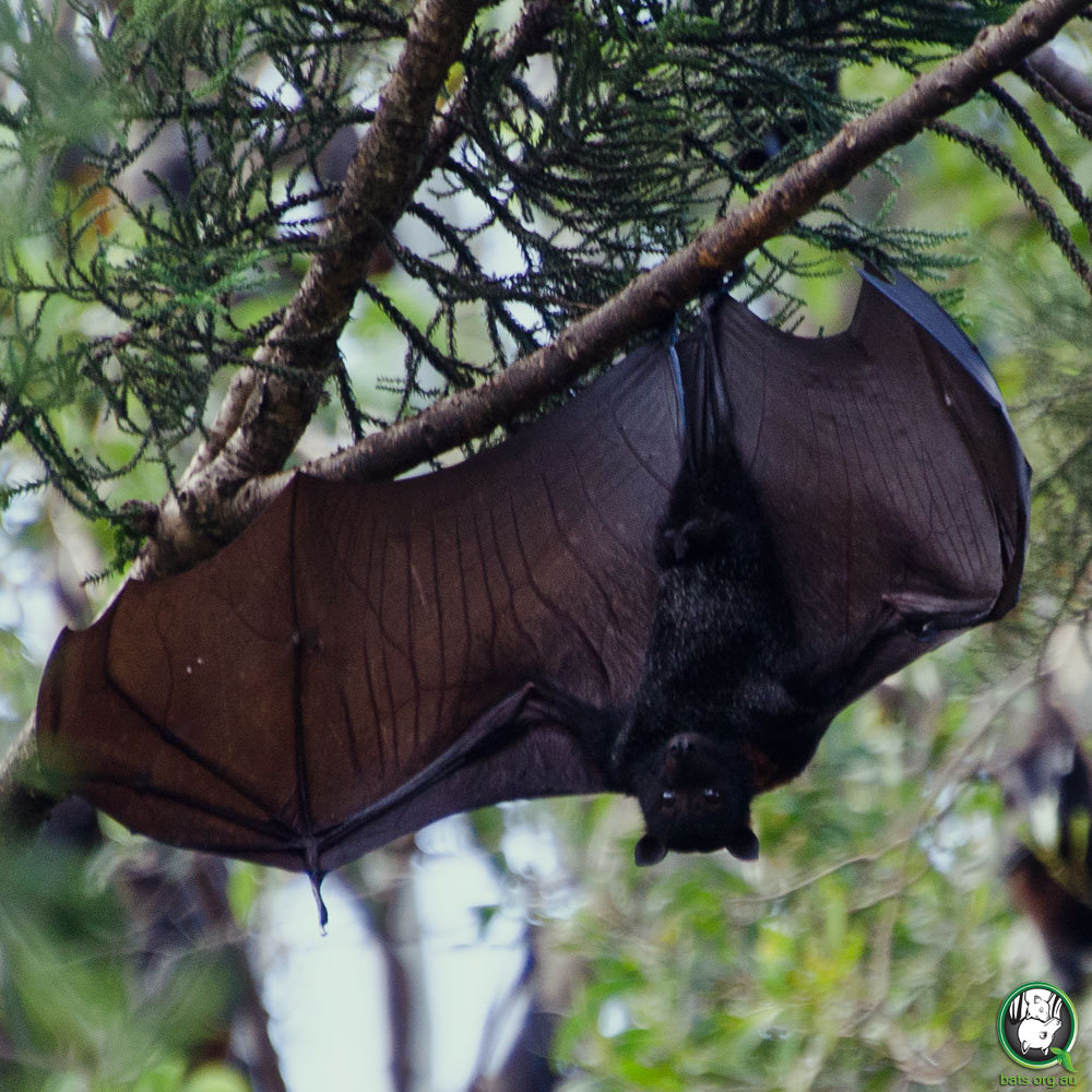 Black Flying Fox (Pteropus alecto)