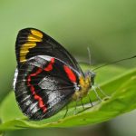 Black Jezebel (Delias nigrina)