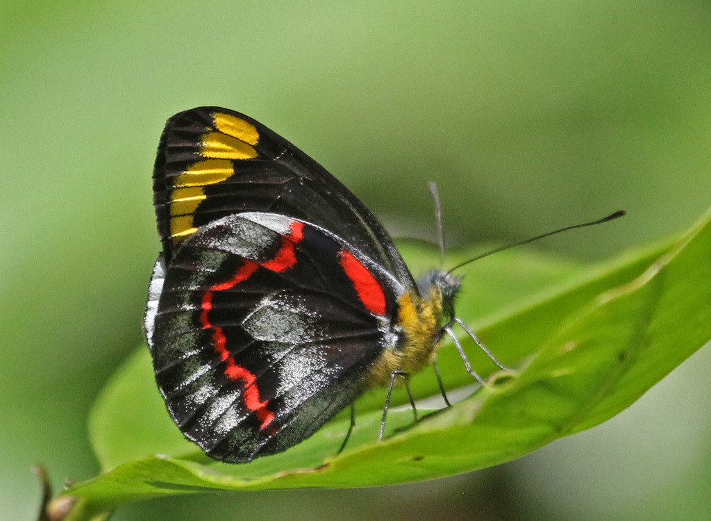 Black Jezebel (Delias nigrina)
