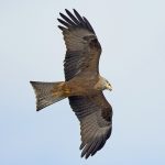 Black Kite (Milvus migrans)
