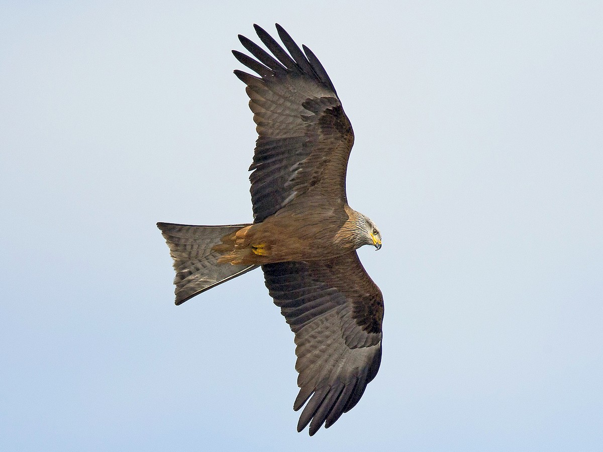 Black Kite (Milvus migrans)