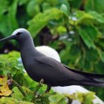 Black Noddy (Anous minutus)