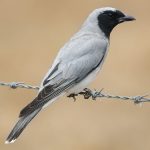 Black-faced Cuckoo-shrike (Coracina novaehollandiae)
