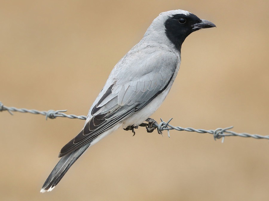 Black-faced Cuckoo-shrike (Coracina novaehollandiae)