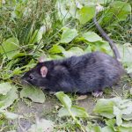 Black Rat (Rattus rattus)