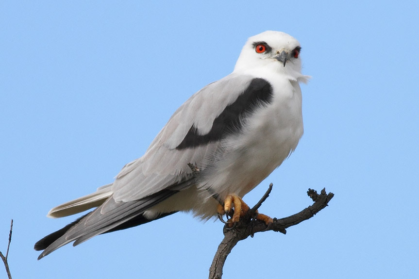 Black-shouldered Kite (Elanus axillaris)