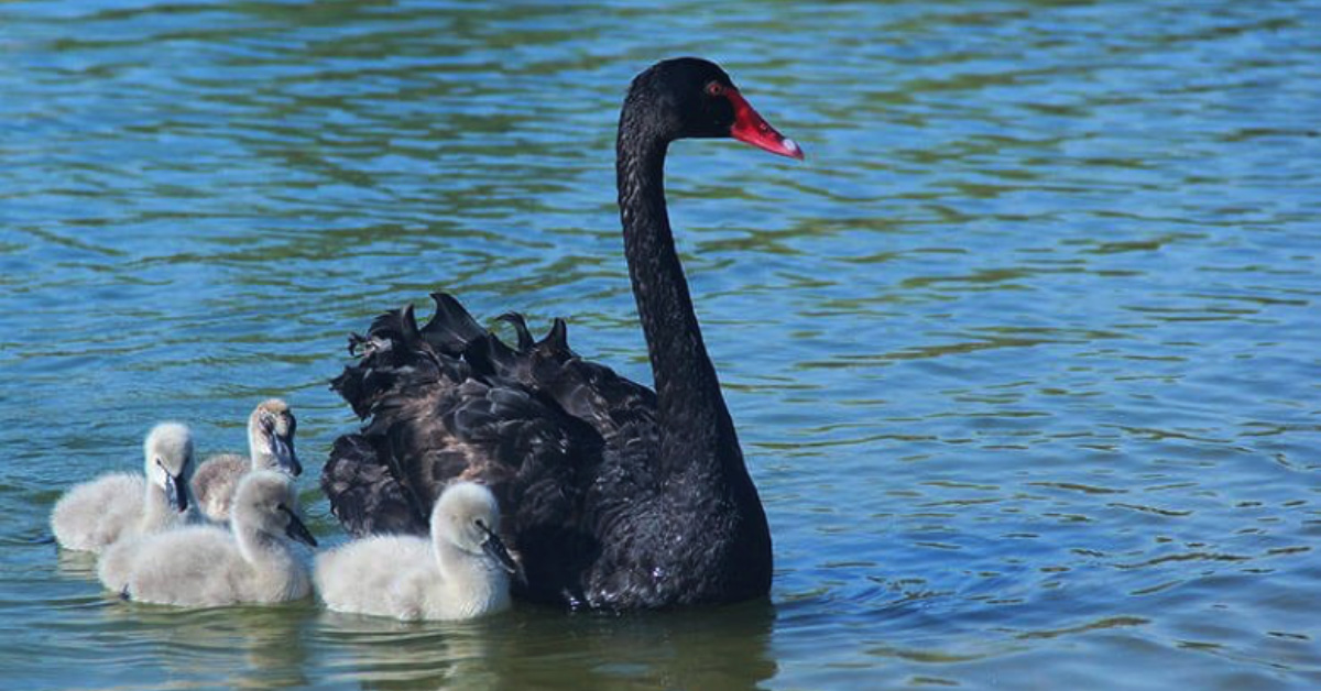 Black Swan (Cygnus atratus)