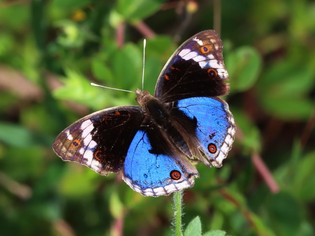Blue Argus (Junonia orithya)