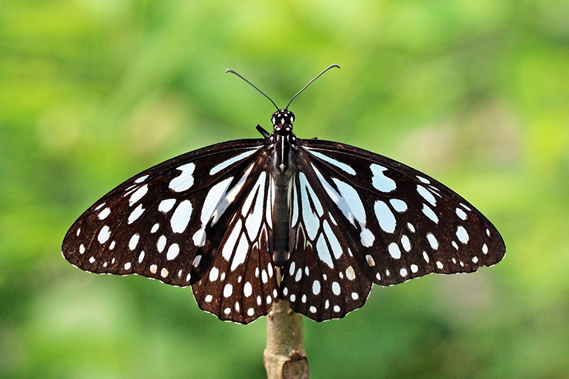 Blue Tiger (Tirumala limniace exoticus)