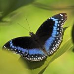 Blue-banded Eggfly (Hypolimnas alimena)