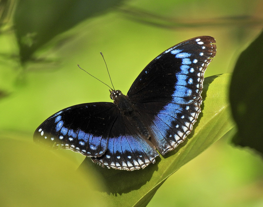 Blue-banded Eggfly (Hypolimnas alimena)