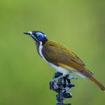 Blue-faced Honeyeater (Entomyzon cyanotis)