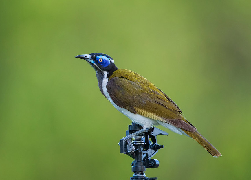 Blue-faced Honeyeater (Entomyzon cyanotis)