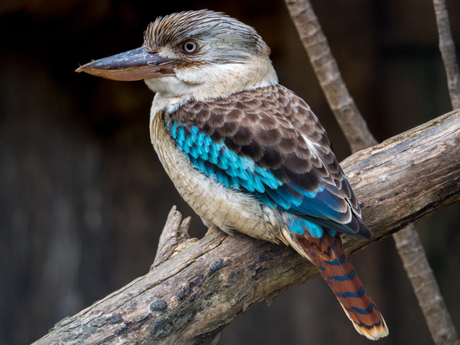 Blue-winged Kookaburra (Dacelo leachii)
