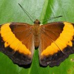 Bordered Rustic (Cupha prosope)
