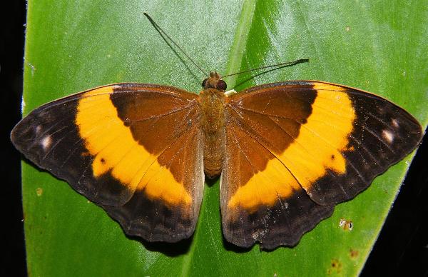 Bordered Rustic (Cupha prosope)