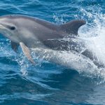 Bottlenose Dolphin (Tursiops truncatus)