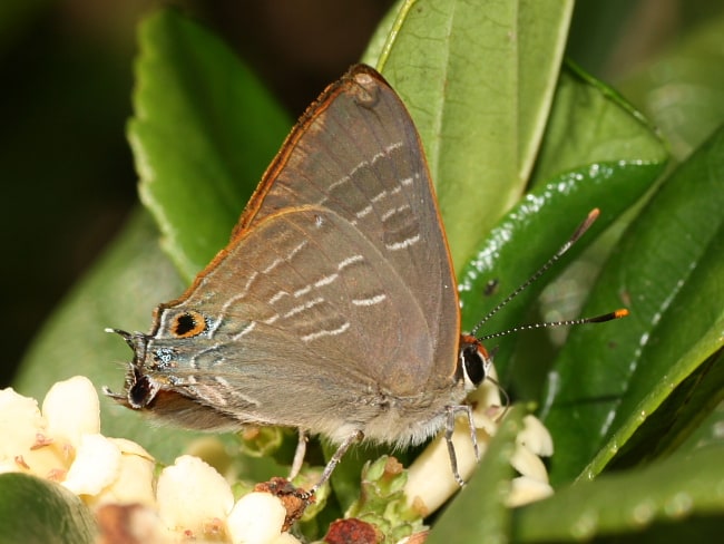 Bright Cornelian (Deudorix diovis)