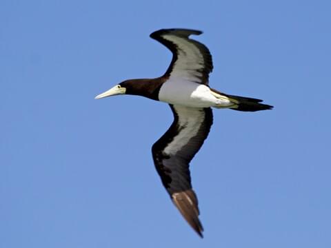 Brown Booby (Sula leucogaster)
