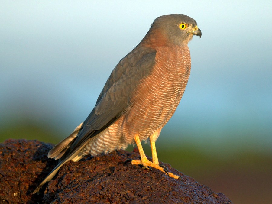 Brown Goshawk (Tachyspiza fasciata)