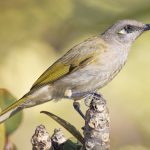 Brown Honeyeater (Lichmera indistincta)
