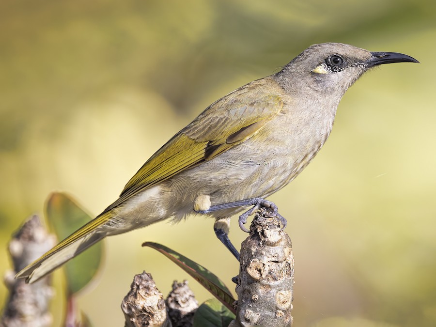 Brown Honeyeater (Lichmera indistincta)