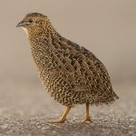 Brown Quail (Synoicus ypsilophorus)