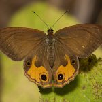 Brown Ringlet (Hypocysta metirius)