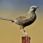 Brown Songlark (Cincloramphus cruralis)