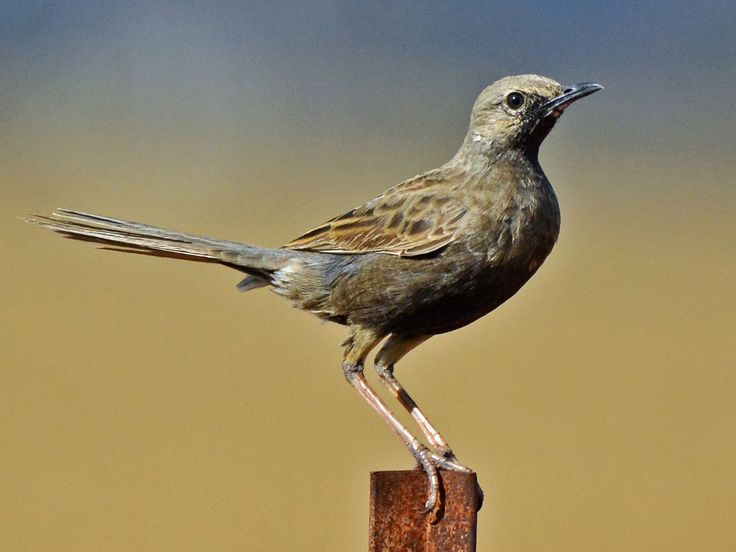 Brown Songlark (Cincloramphus cruralis)