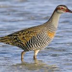Buff-banded Rail (Gallirallus philippensis)