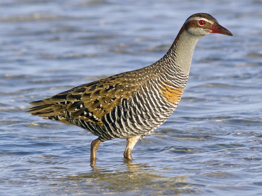 Buff-banded Rail (Gallirallus philippensis)