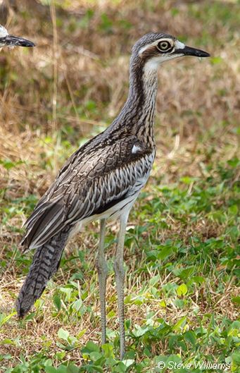 Bush Stone-Curlew (Burhinus grallarius)