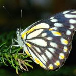 Caper White (Belenois java)