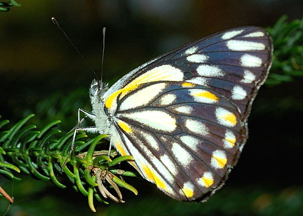 Caper White (Belenois java)