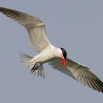 Caspian Tern (Hydroprogne caspia)