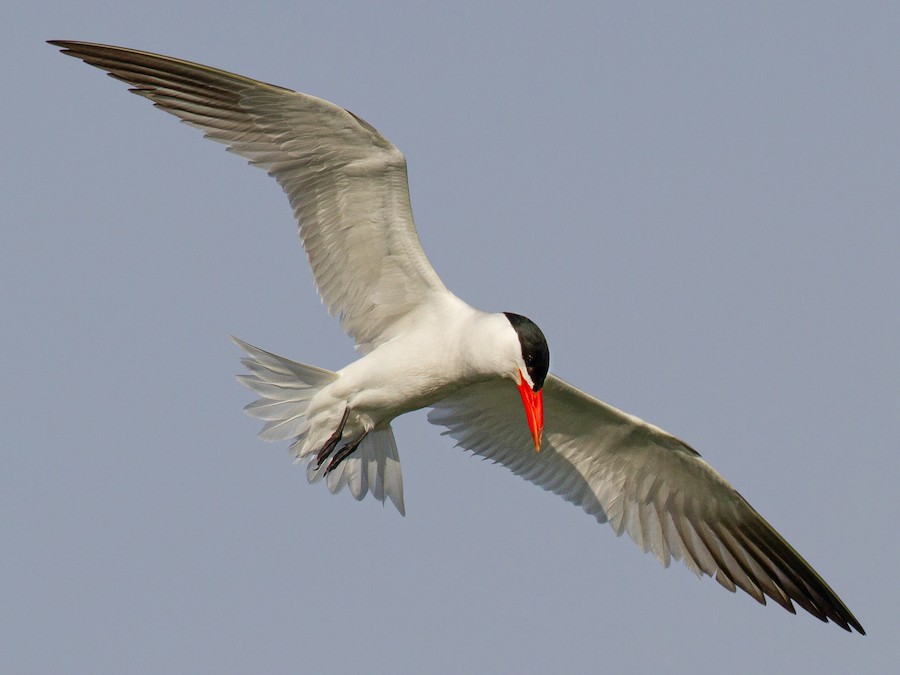 Caspian Tern (Hydroprogne caspia)