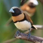 Chestnut-breasted Mannikin (Lonchura castaneothorax)