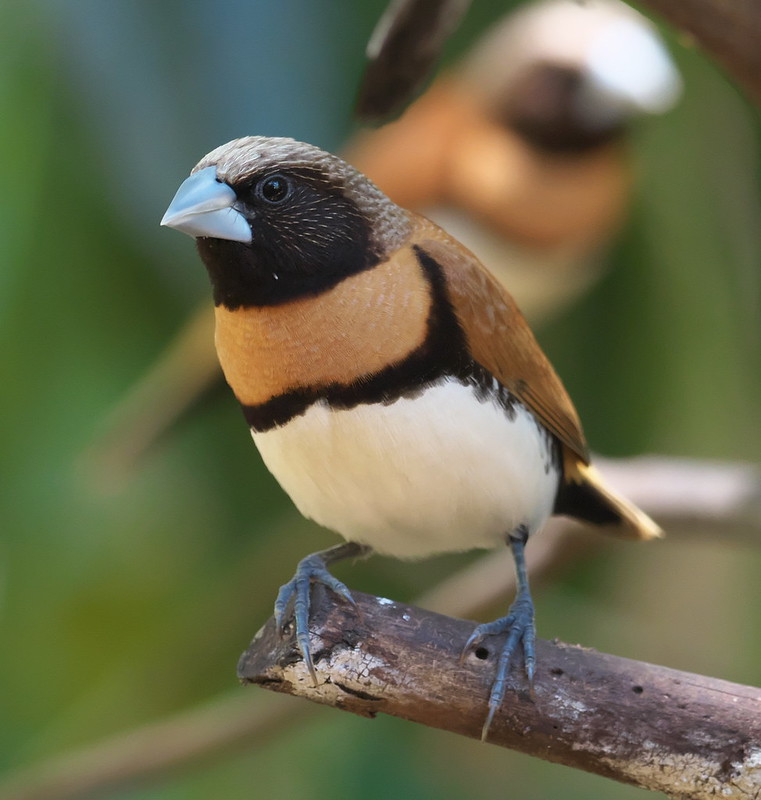 Chestnut-breasted Mannikin (Lonchura castaneothorax)