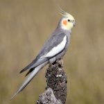 Cockatiel (Nymphicus hollandicus)