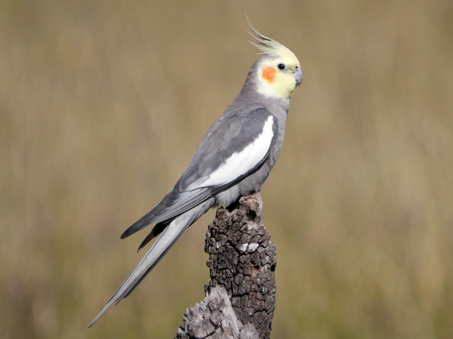 Cockatiel (Nymphicus hollandicus)